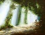 Walking In Morning by Goloubetski Gleb